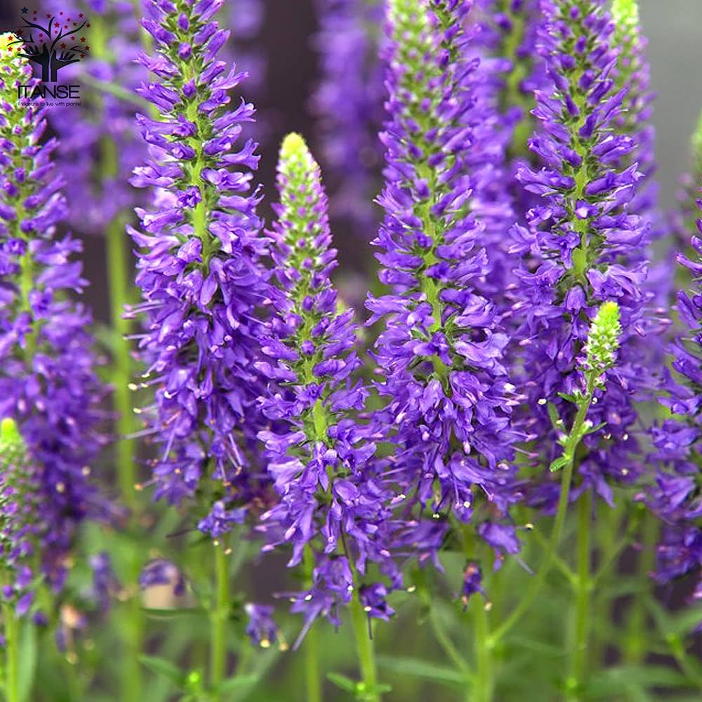 Amazon.co.jp: ベロニカ ハミングバード ブルー 3.5号ポット2個セット